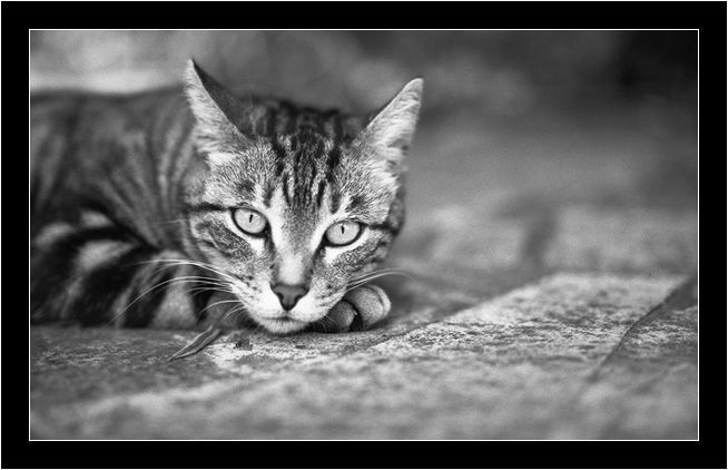 The cat !